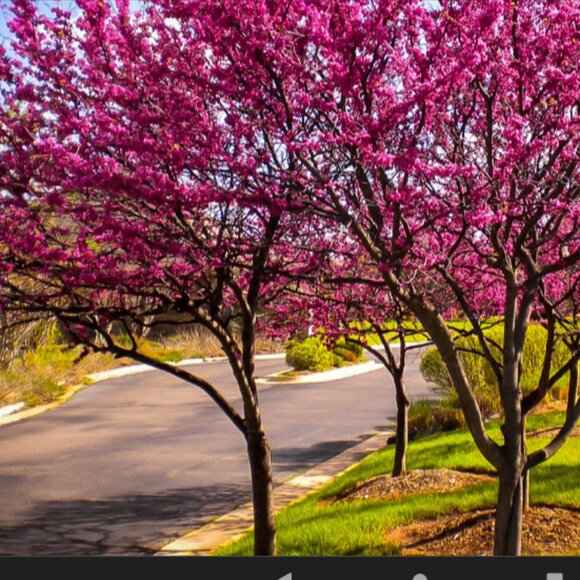 ADD $1 - Eastern Pink Flower Ornamental Trees - Small 7ft (Retail $80-180) - Picture 2 of 7